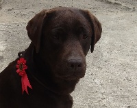 Étalon Labrador Retriever - Miss choco dite m'amour Du marais de la sangsurière