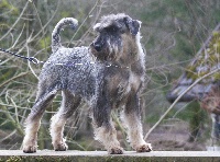 Étalon Schnauzer - N'conie de laouen ki