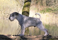 Étalon Schnauzer - altezza massima Dionis