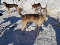 Étalon Siberian Husky - Mongo to riders of free spirit