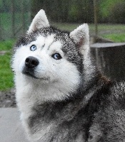 Étalon Siberian Husky - Mystery des reves de neige