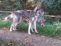 Étalon Siberian Husky - howling spirit Balto to riders of free spirit