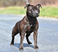 Étalon Staffordshire Bull Terrier - Need for speed des terres de la Munia