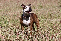 Étalon Staffordshire Bull Terrier - Jana Du chemin de la joure