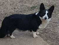 Étalon Welsh Corgi Cardigan - Live your life annie de La caverne des anges