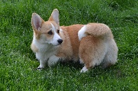 Étalon Welsh Corgi Pembroke - Nanny maple des Champs de l'Aigue