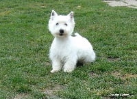 Étalon West Highland White Terrier - Lady moon du domaine de Edgewood
