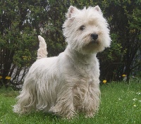 Étalon West Highland White Terrier - Misty moon Du Royaume De Fantasia