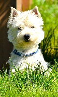 Étalon West Highland White Terrier - Lullaby - sweetheart Flying Noodle