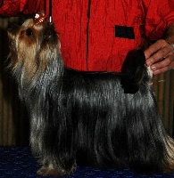 Étalon Yorkshire Terrier - Mademoiselle coco chanel Du domaine du rochereau