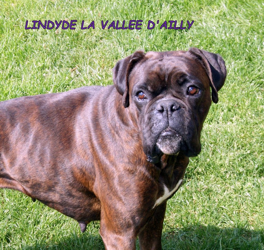 Lindy De La Vallee D'ailly