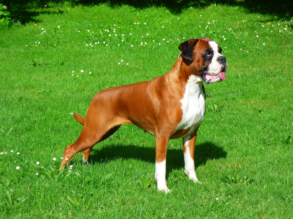 Chien Elevage Du Moulin Dassit Eleveur De Chiens Boxer