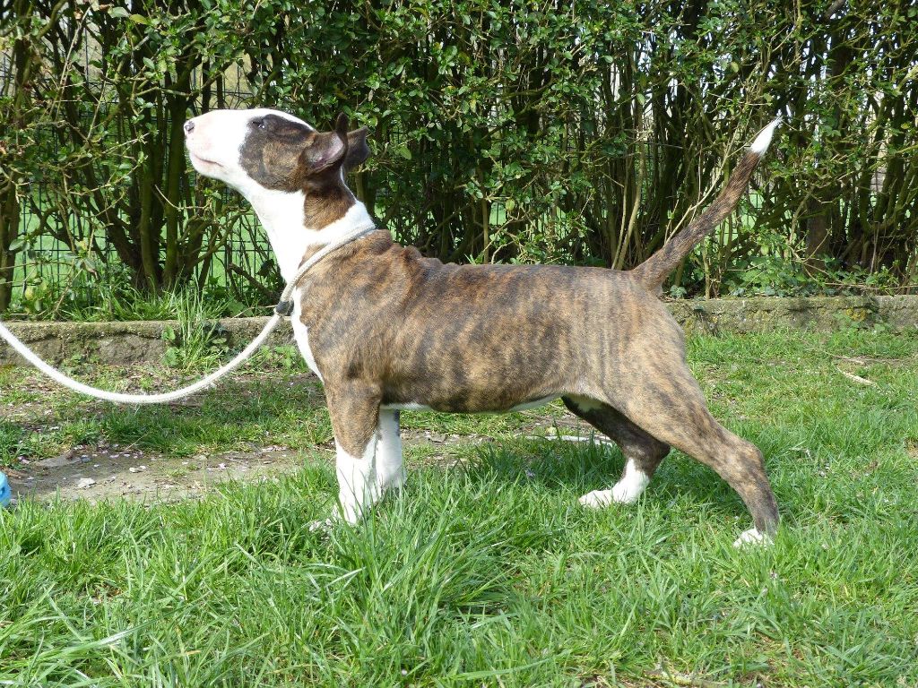 Chien - Elevage Des Bulls Du Hainaut - eleveur de chiens Chien - Elevage Des Bulls Du Hainaut - eleveur de chiens
