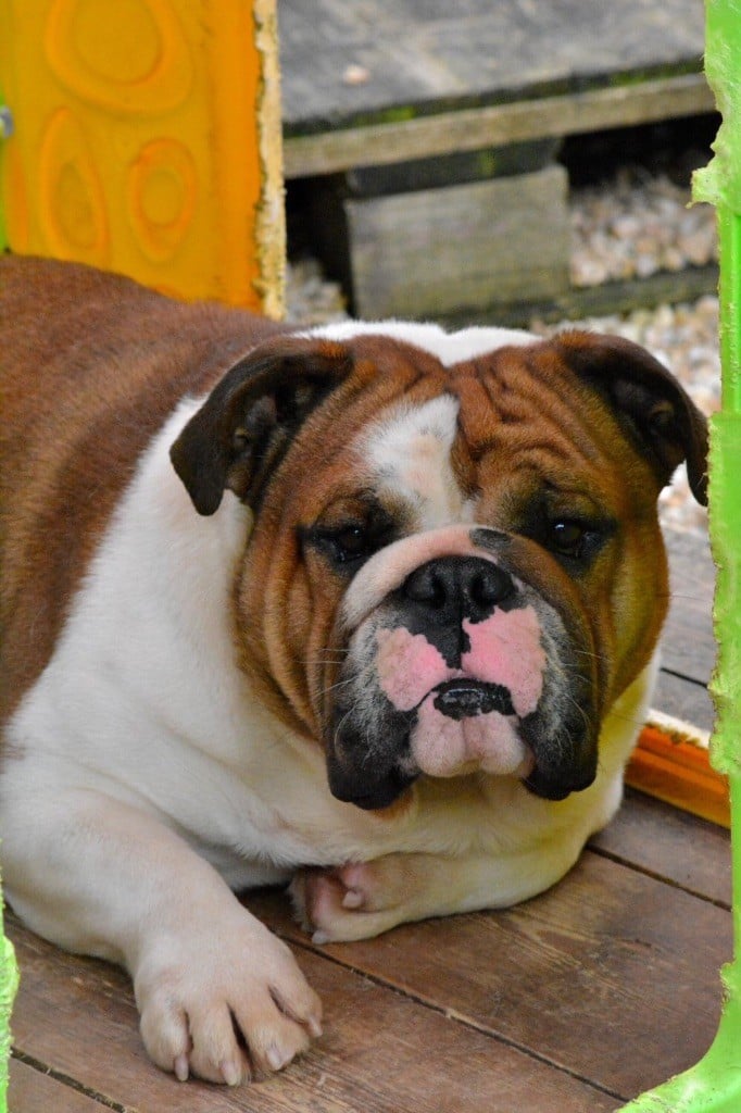 Les Bulldog Anglais de l'affixe   du domaine de Cateline