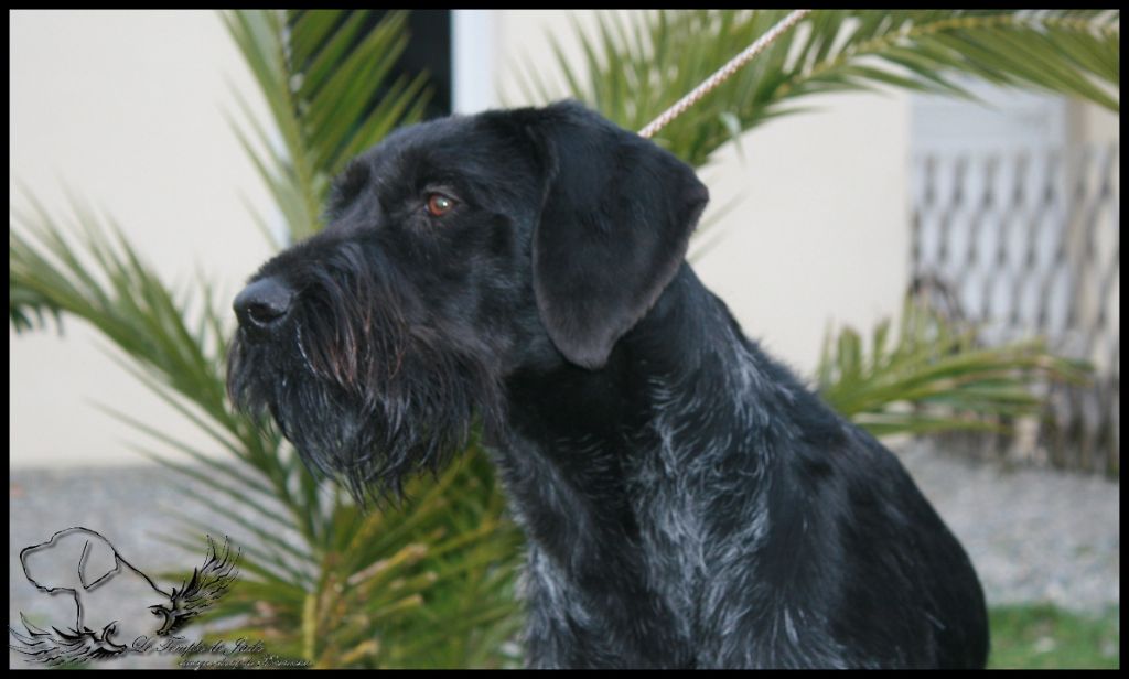 N'angel du temple de jade