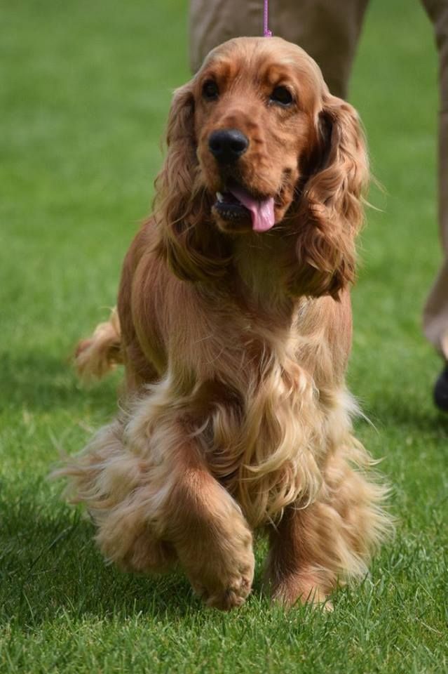 Les Cocker Spaniel Anglais de l'affixe   Des Etoiles Sacrees Du Sud