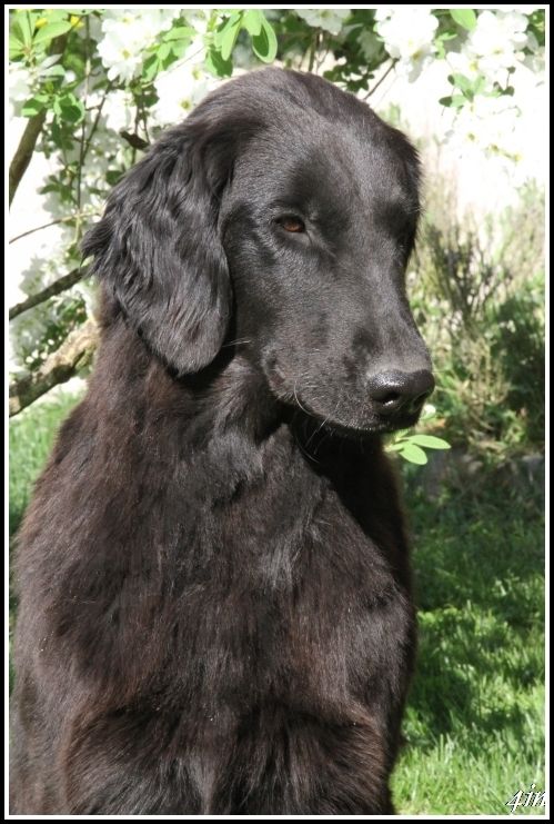 Les Flat Coated Retriever de l'affixe   De Javelot Des Granges