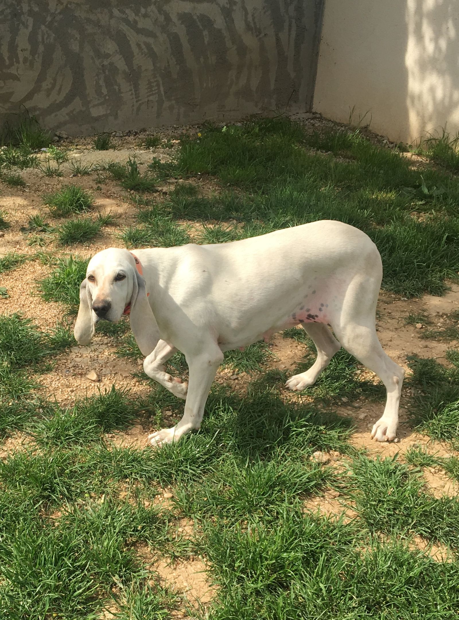 Chien Porcelaine A Vendre