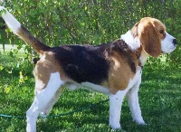 Étalon Beagle -  beauty iron