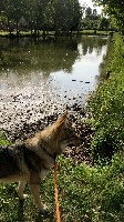 Étalon Chien-loup tchecoslovaque - Narko wolfhund