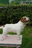 Étalon Jack Russell Terrier - CH. L-boy Du Mas Ensoleillé