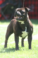 Étalon Staffordshire Bull Terrier - Magnum Empire Of The Red Angel