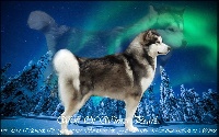 Étalon Alaskan Malamute - Milka the sweet (wolf) Of Winter Pearls