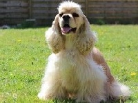 Étalon American Cocker Spaniel - rainbow colors Jolie dolly
