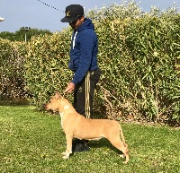 Étalon American Staffordshire Terrier - Royal court Color me winning of tokalon