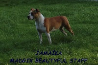 Étalon American Staffordshire Terrier - Jame bond girl jamaÏka Madgix beautyful staff