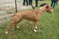 Étalon American Staffordshire Terrier - Tribal Opus Nina hagen