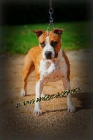 Étalon American Staffordshire Terrier - jc ring angels Romance