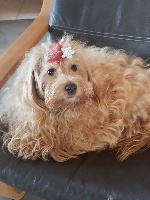 Étalon Bichon Havanais - Maira Des Trois G