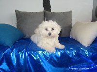 Étalon Bichon maltais - Oslo du Moulin de la Terrasse