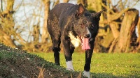 Étalon Border Collie - Zac des Culmines