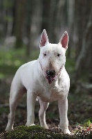 Étalon Bull Terrier - Heaven White Heavy spark