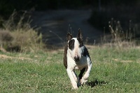 Étalon Bull Terrier - Anastasia dite nina (Sans Affixe)
