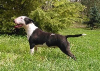 Étalon Bull Terrier - Innocence for ever Long Quiet River