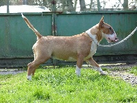 Étalon Bull Terrier - Never walk alone Des Bulls Du Hainaut