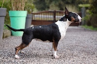 Étalon Bull Terrier - Bulls For Life Made in england