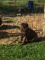 Étalon Bullmastiff - Bullbumpkin's Miss cuba libre