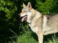 Étalon Chien-loup tchecoslovaque - Geïko de l'Ame des Loups