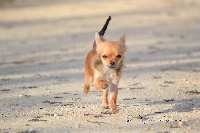 Étalon Chihuahua - Napaloa Des Petits Loups Noirs