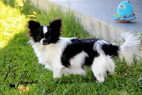Étalon Chihuahua - Nilyana De La Plaine D'illiberis