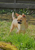 Étalon Chihuahua - Nikita dei piccoli bellini