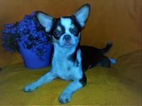 Étalon Chihuahua - Narnya magnifique Des Chixy Du Soleil
