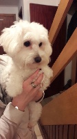 Étalon Coton de Tulear - Opaline From Donna With Love