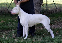 Étalon Dogo Argentino - Ija del sol del Sueno Latino