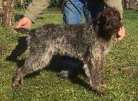 Étalon Griffon d'arrêt à poil dur Korthals - TR. CH. Leslie de la Plaine du Lys