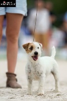 Étalon Jack Russell Terrier - Lilas De La Petite Gondelaine